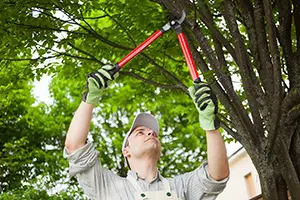 professional tree trimmers belleville il