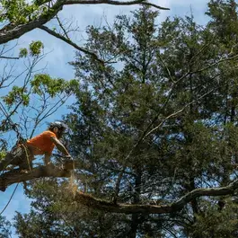 tree trimming services cahokia il