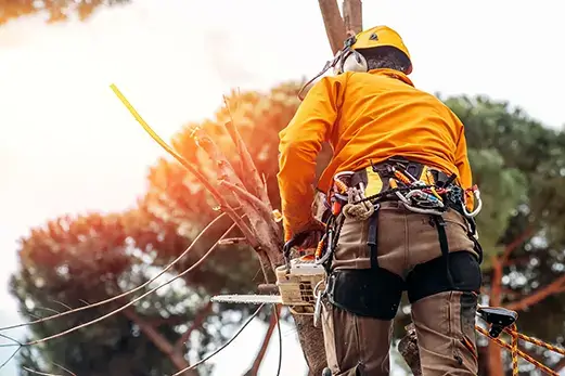 certified arborist metro east