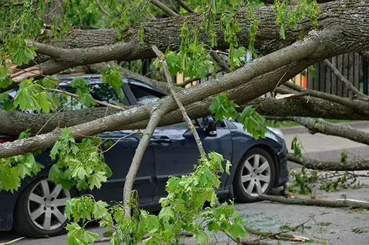 storm damage tree services metro east