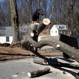 storm damage removal cahokia il