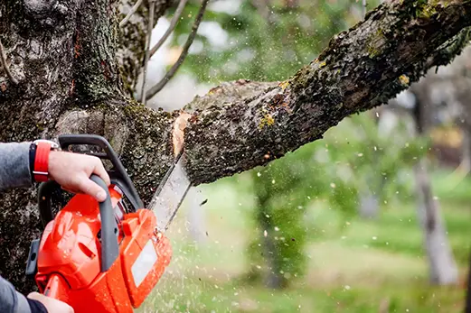 tree trimming services metro east