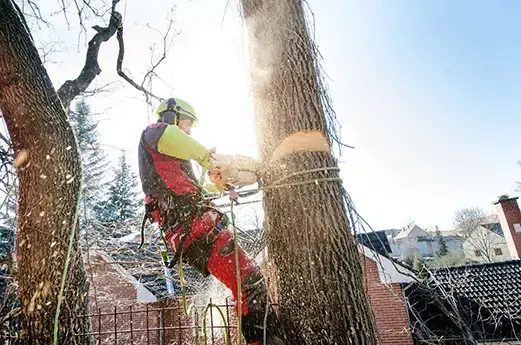 skilled arborist metro east