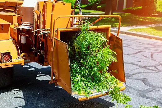 tree removal service metro east area