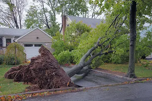 storm damage tree clean up metro east