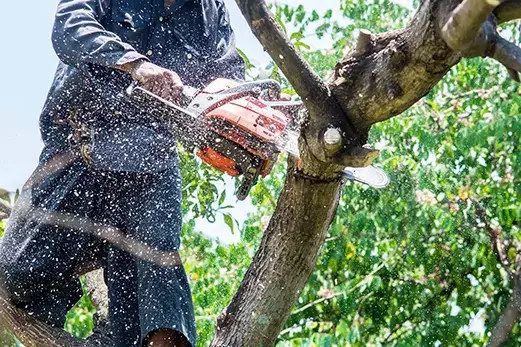 tree trimming metro east