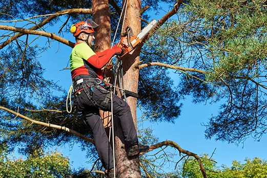 professional arborist metro east