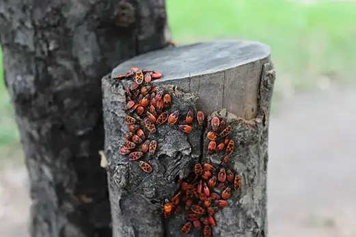 tree infestation removal cahokia il