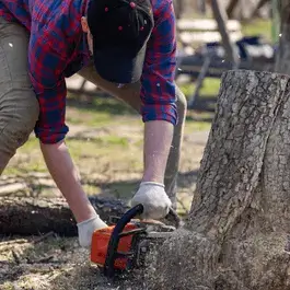 stump removal service cahokia il