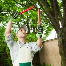 Skokie Tree Service & Trimming