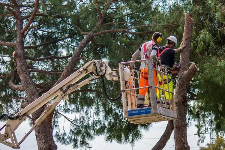 trusted tree care cahokia il