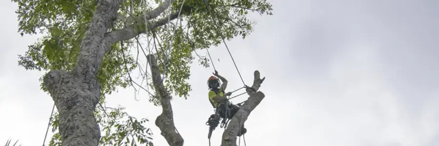 complete tree care cahokia il