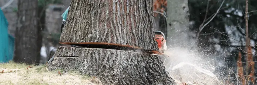 professional tree removal cahokia il