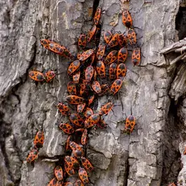 insect infestation in tree cahokia il