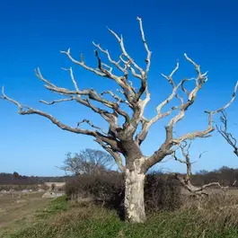 dead tree services cahokia il