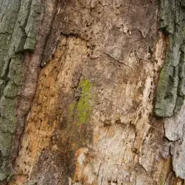 tree decaying health cahokia il