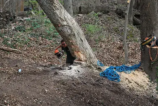 Tree Services Metro-East IL, Stump Grinding