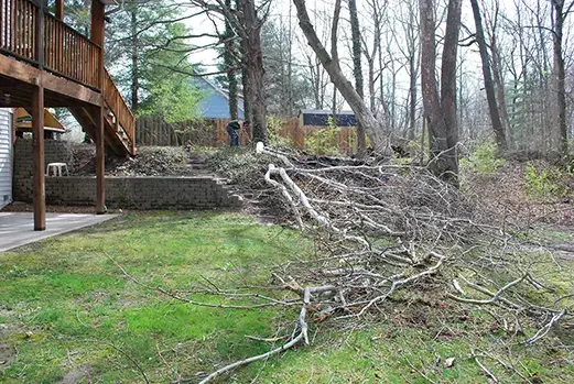 tree limb removal cahokia il