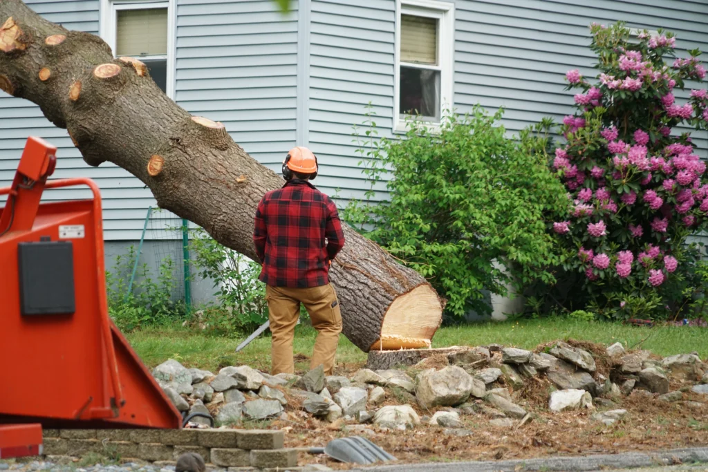 Belleville, IL tree removal service