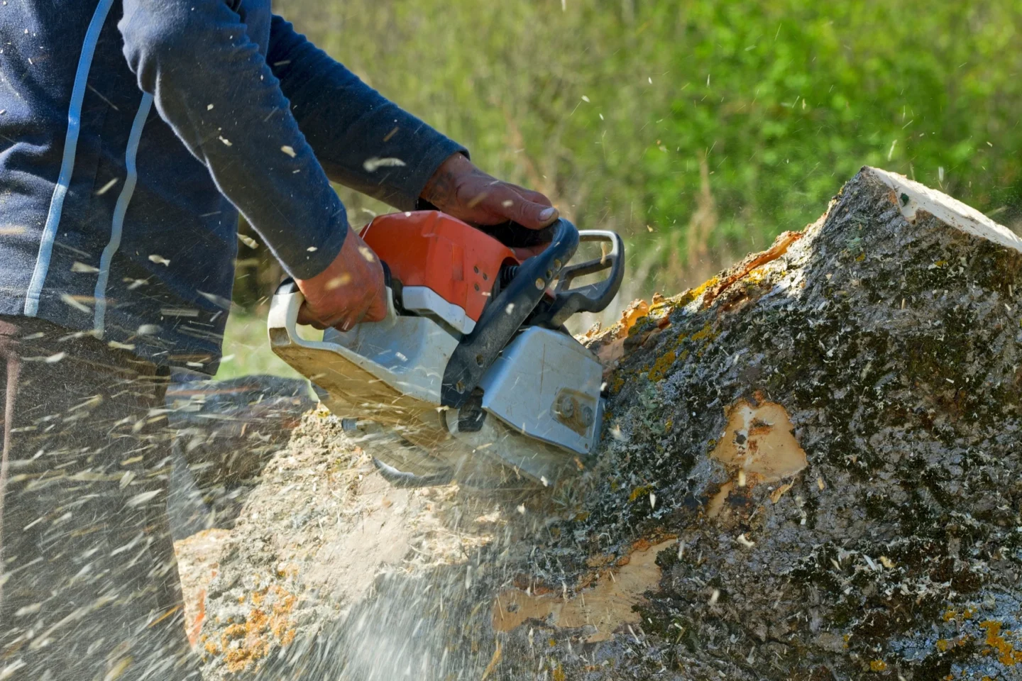 tree & bush removal service Belleville, IL