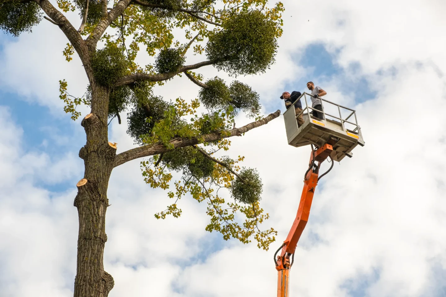 tree service tips Cahokia, IL