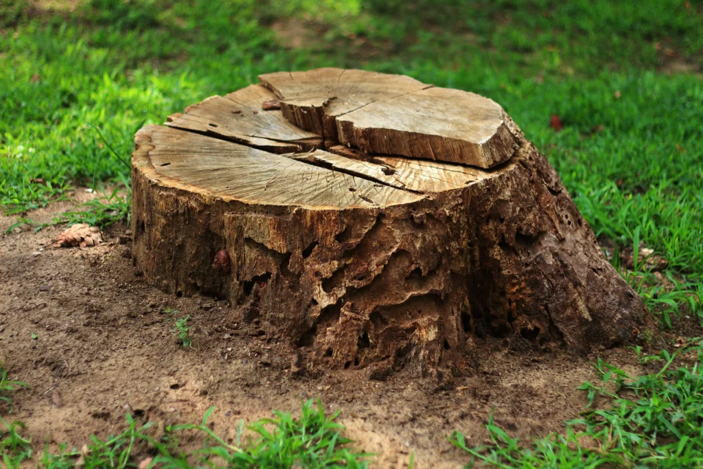 Collinsville, IL stump removal