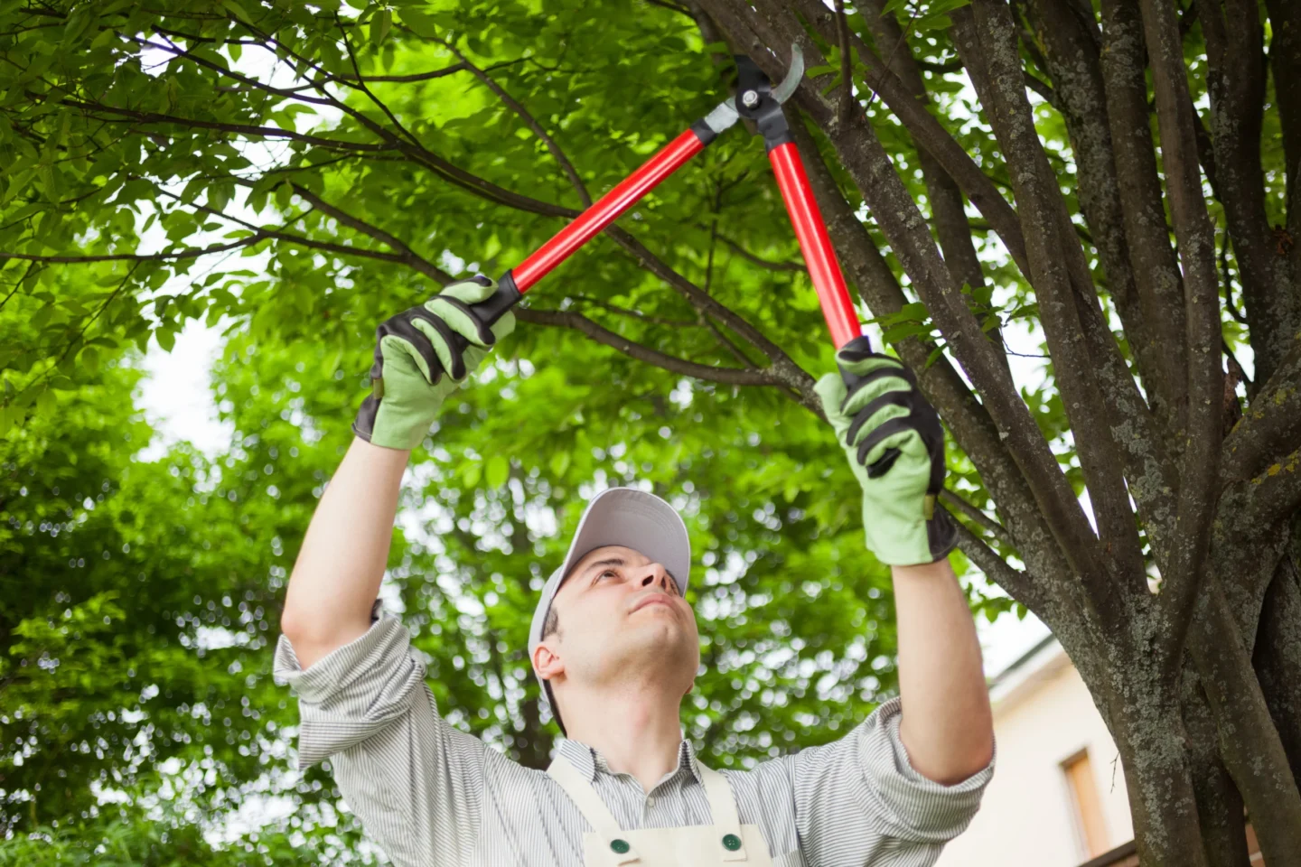 tree care facts Columbia, IL