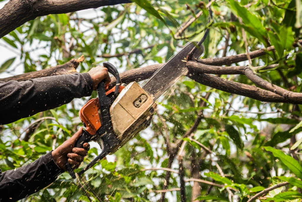 summer tree pruning services Edwardsville, IL