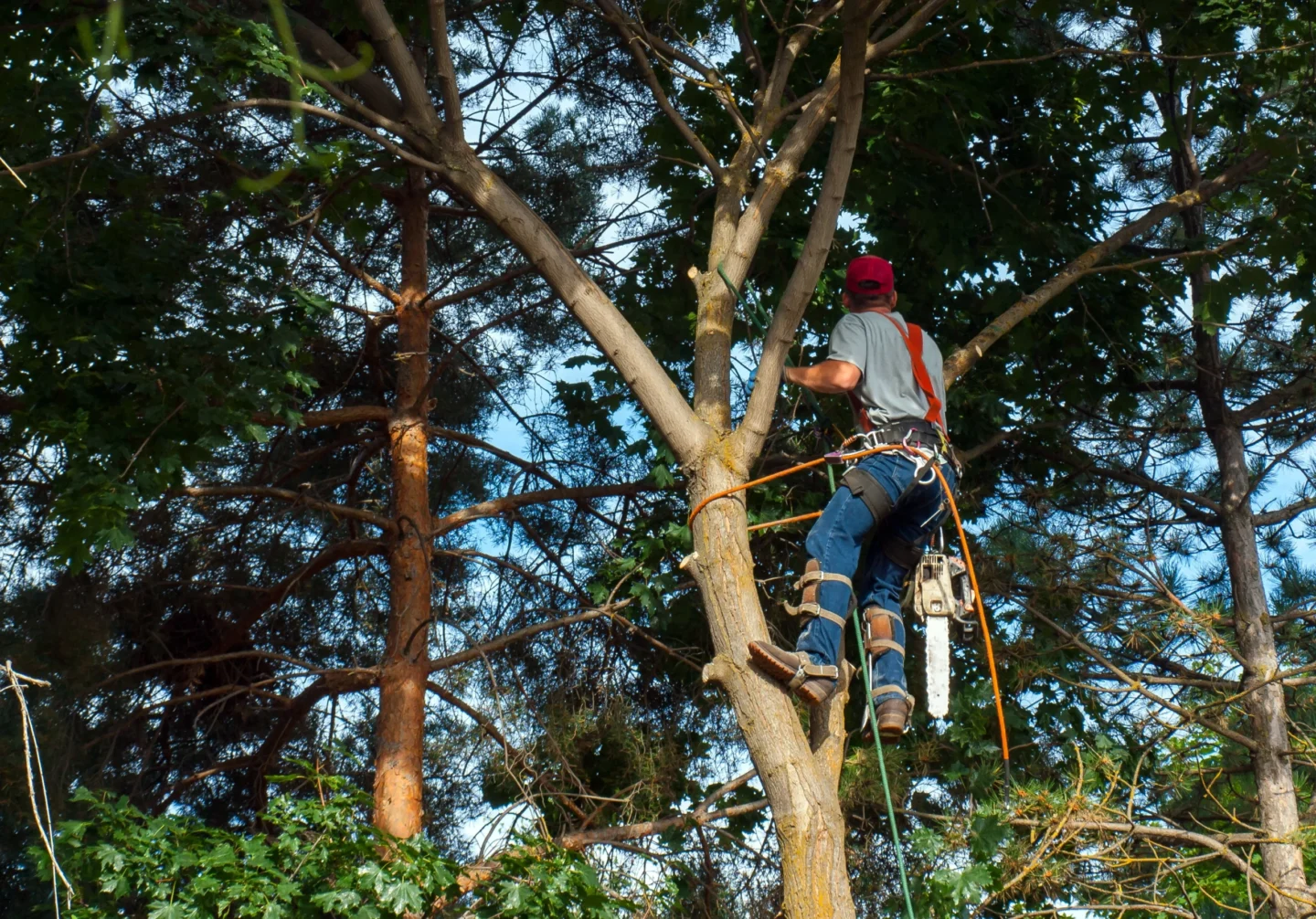 tree trimming & pruning summer Edwardsville, IL