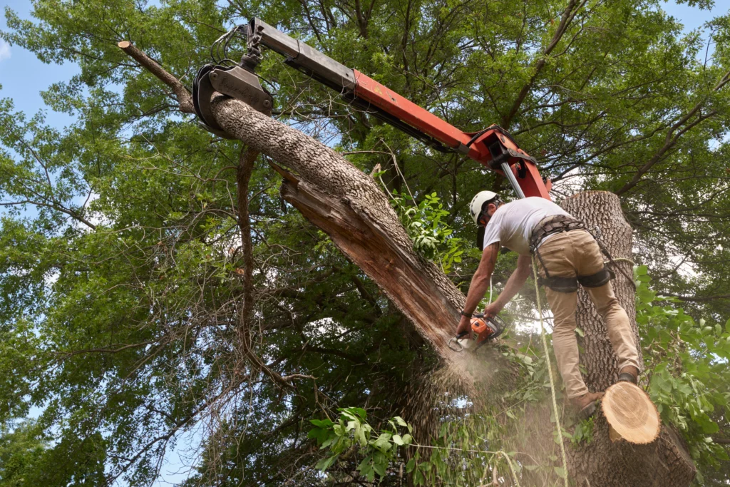 summer tree trimming Edwardsville, IL