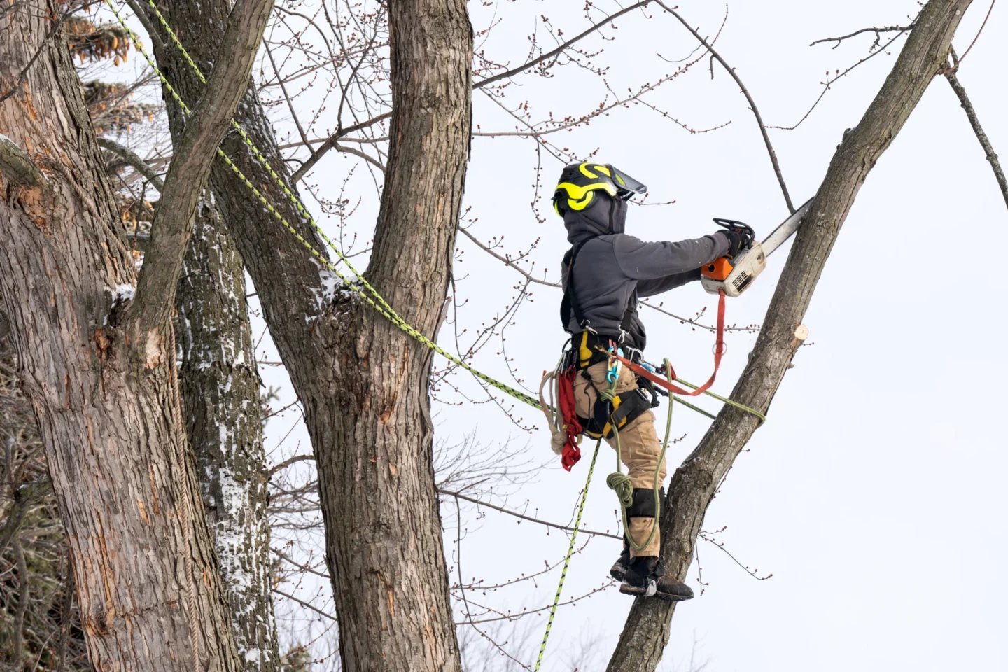 winter tree trimming service Granite City, IL