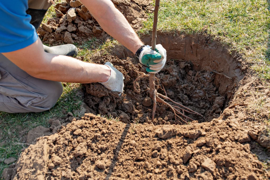 don'ts of tree care services O'Fallon, IL