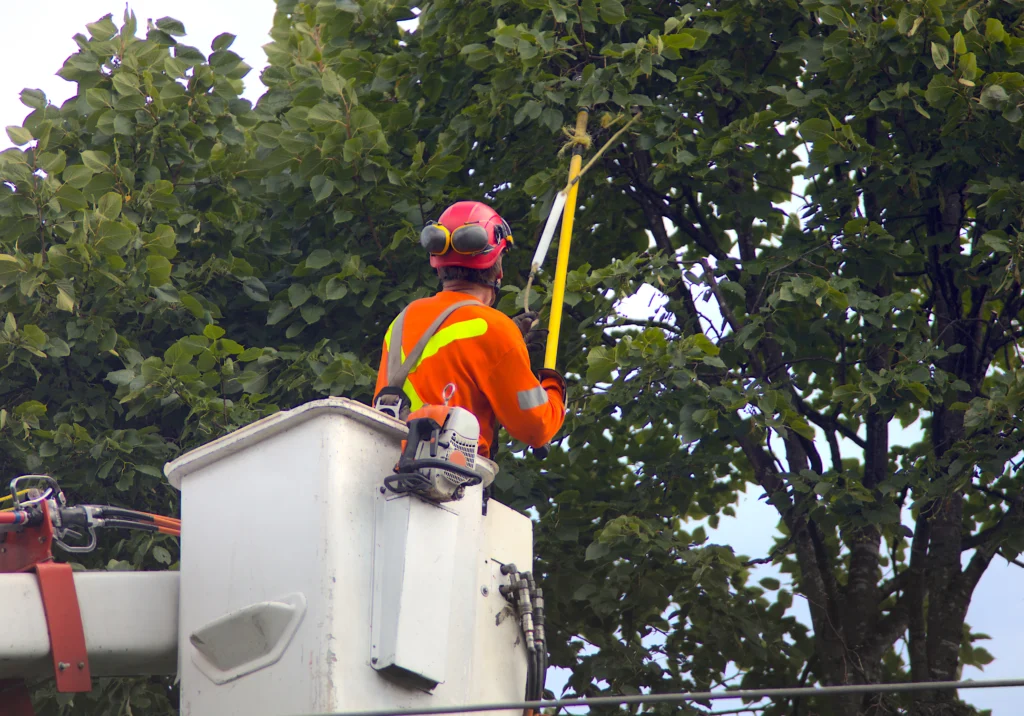 O'Fallon, IL tree car services do's