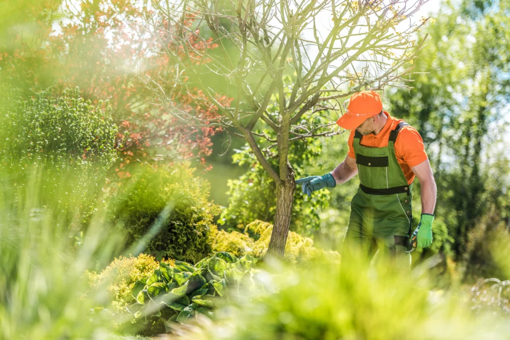 Tree rooting service to prevent home damage Troy, IL