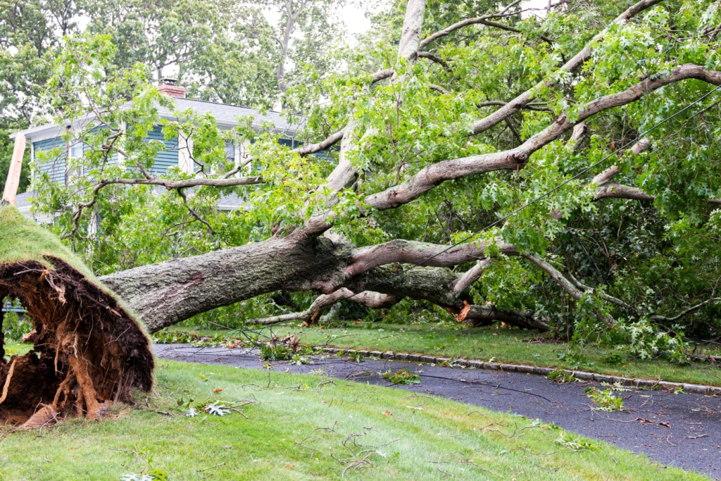 falling tree removal services Belleville, IL