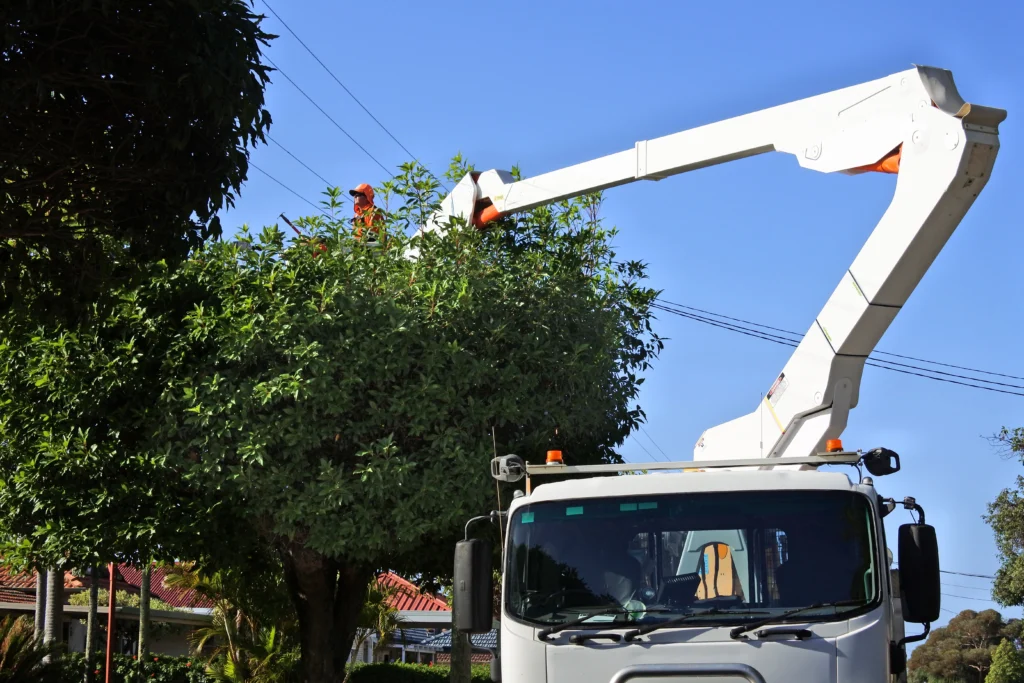 important information on tree trimming services Cahokia, IL