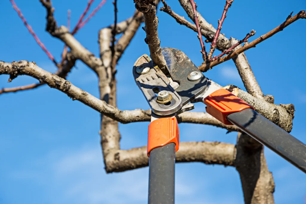 Cahokia, IL signs its time for emergency tree care services