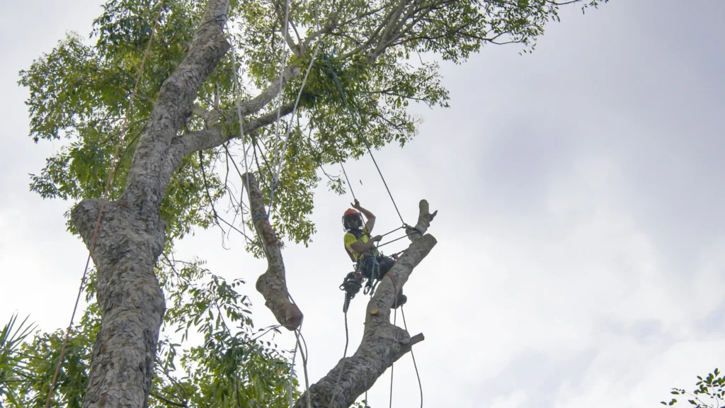 when should you get emergency tree care services Cahokia, IL