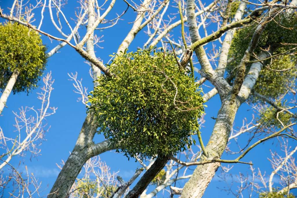 protect trees from parasitic plants Columbia, IL