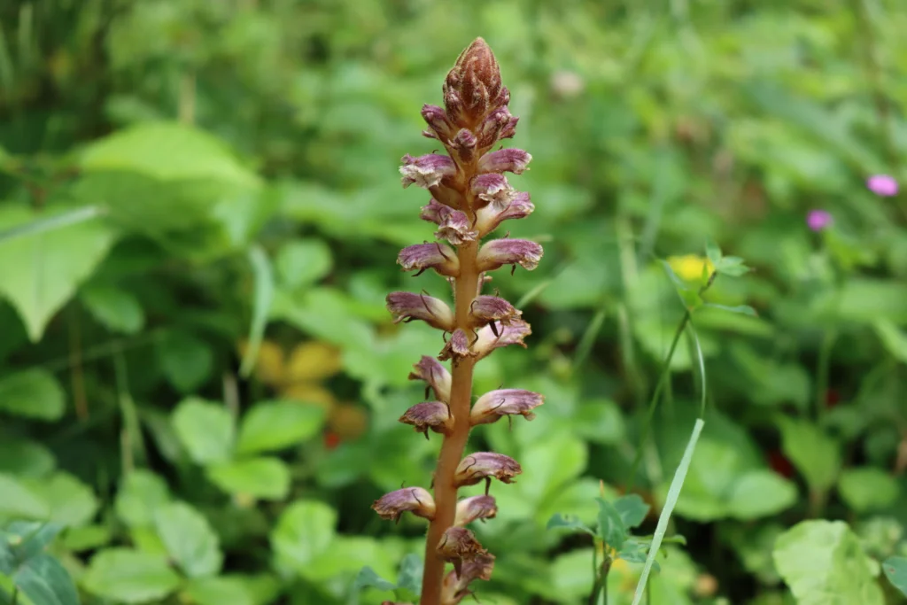 parasitic plants to avoid on tree Columbia, IL