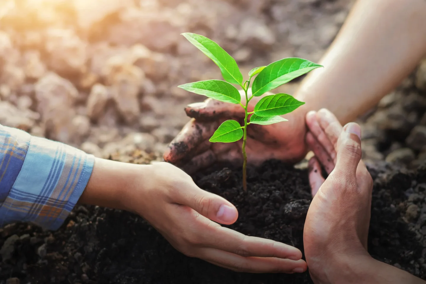 plant a tree properly Edwardsville, IL