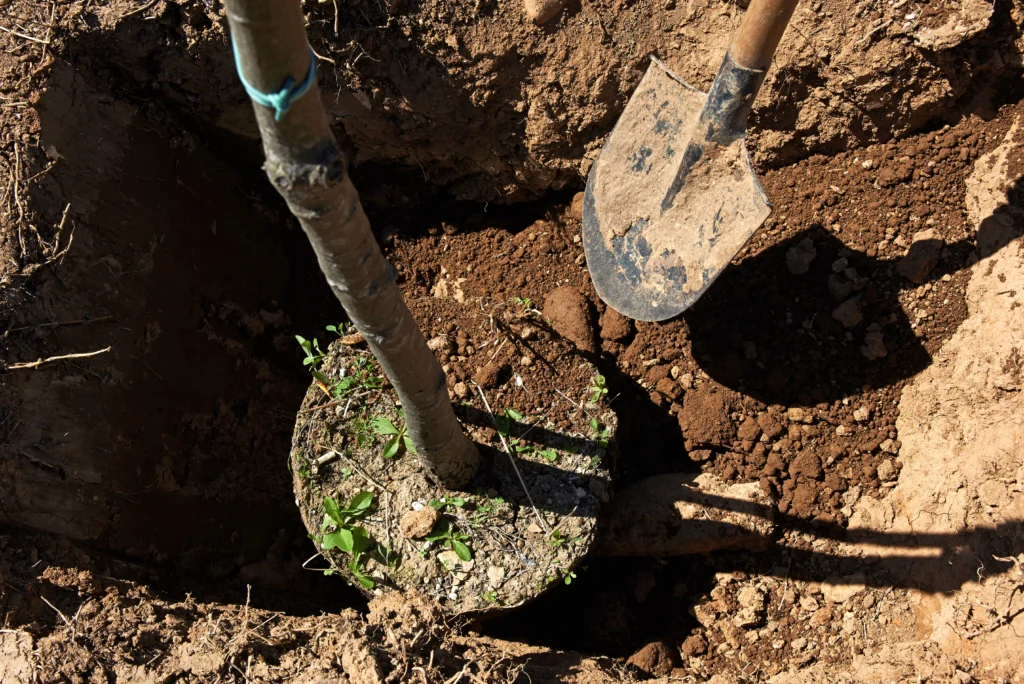 plant a tree the right way Edwardsville, IL