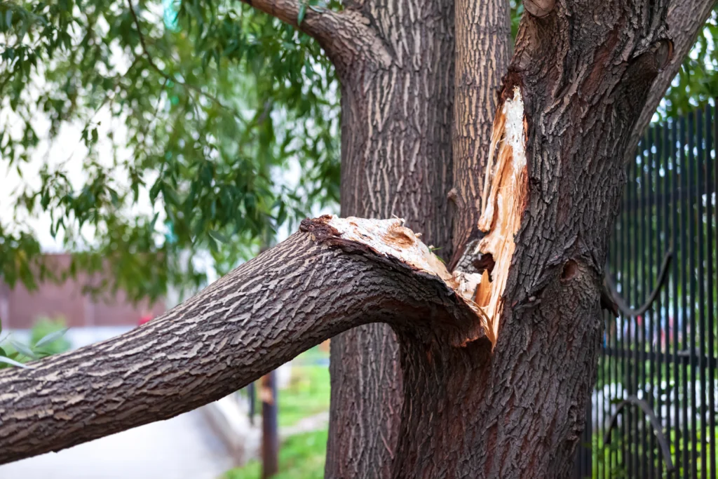 O'Fallon, IL, vertical tree split repairs