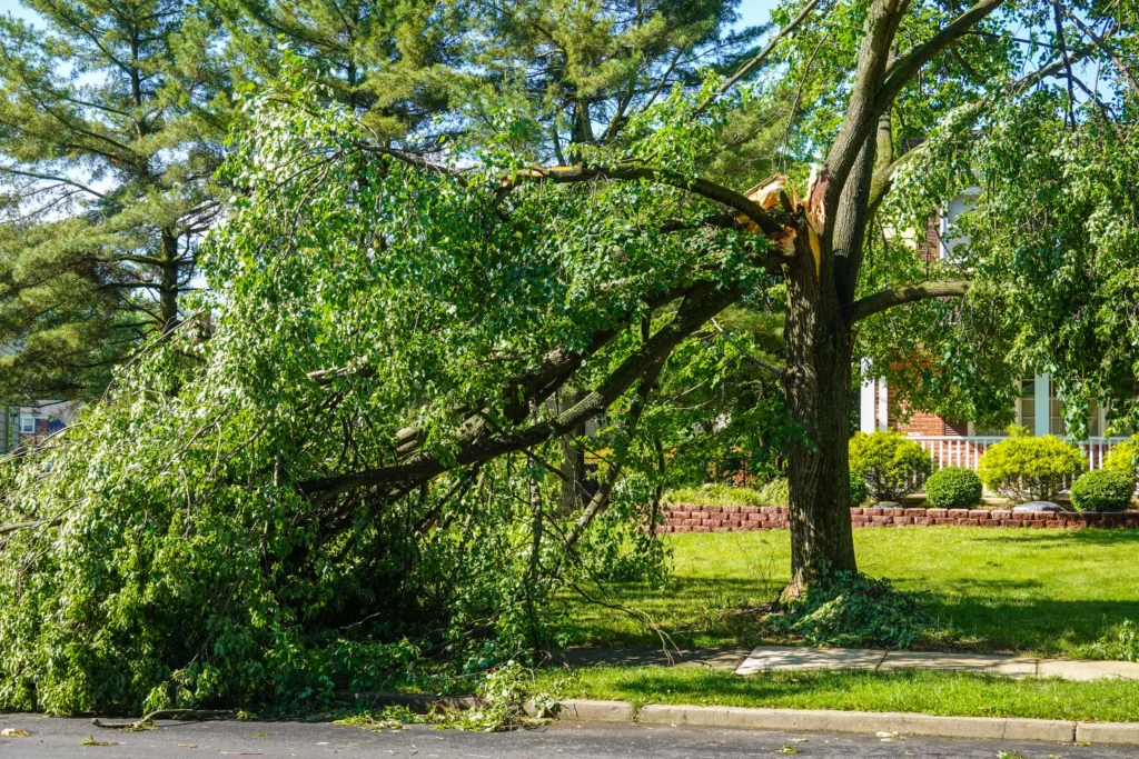 causes for vertical splits in tree O'Fallon, IL