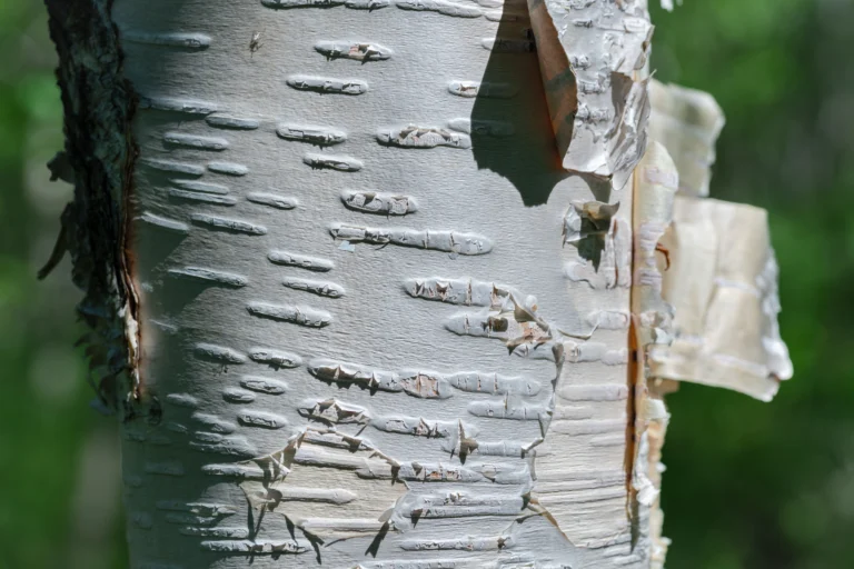 tree bark shedding Troy, IL in Summer