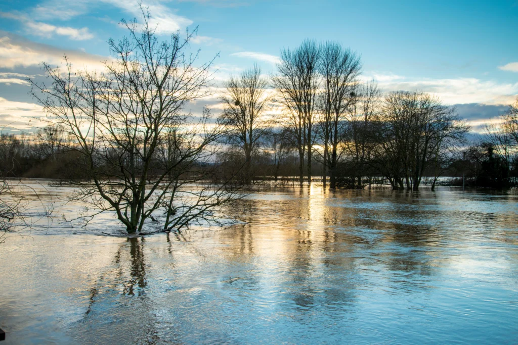 improve flooded trees care health Waterloo, IL