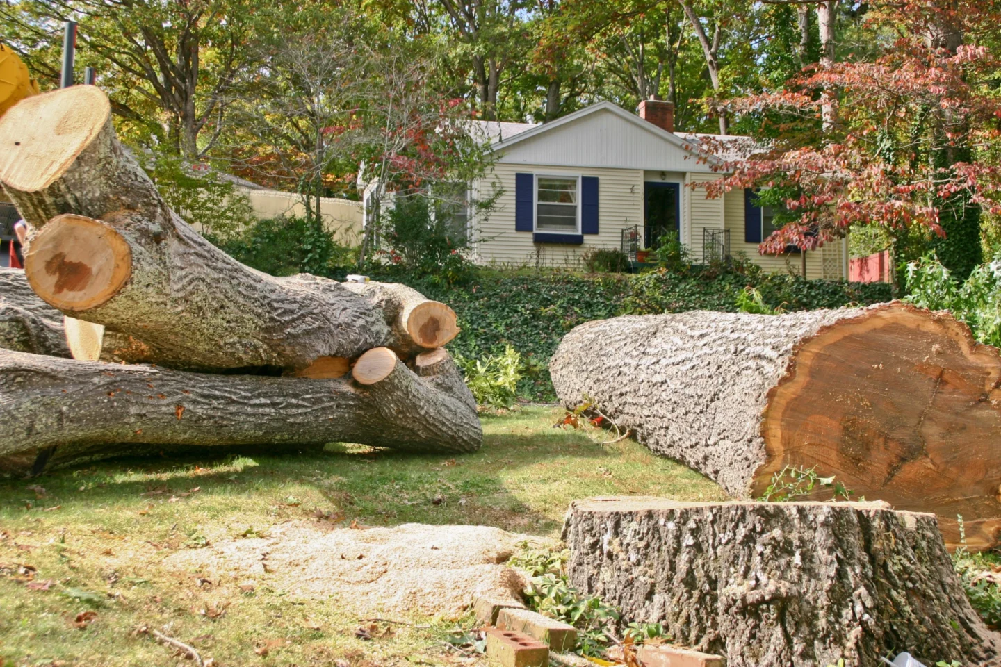 best time to cut down trees Cahokia, IL