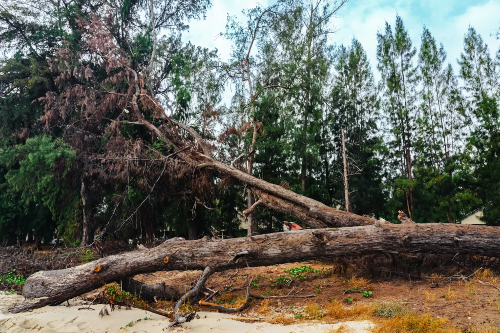 the best time to cut down trees Cahokia, IL