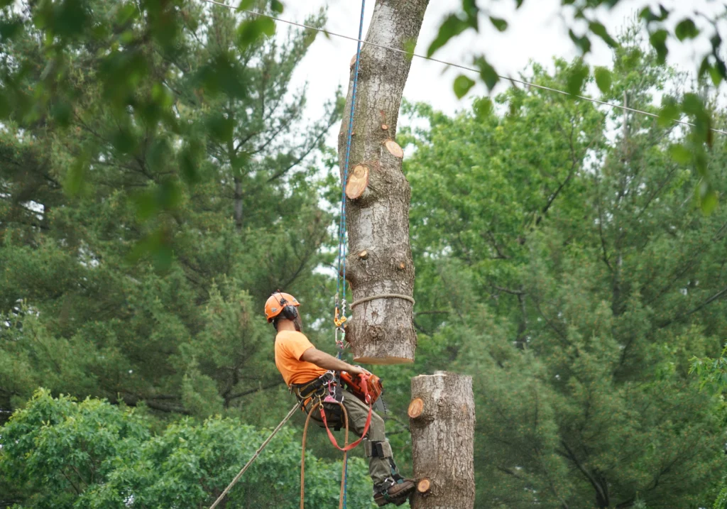 the right month to get tree removal done in Cahokia, IL