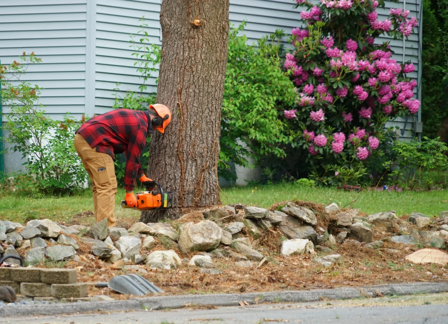 best month for tree removal Cahokia, IL